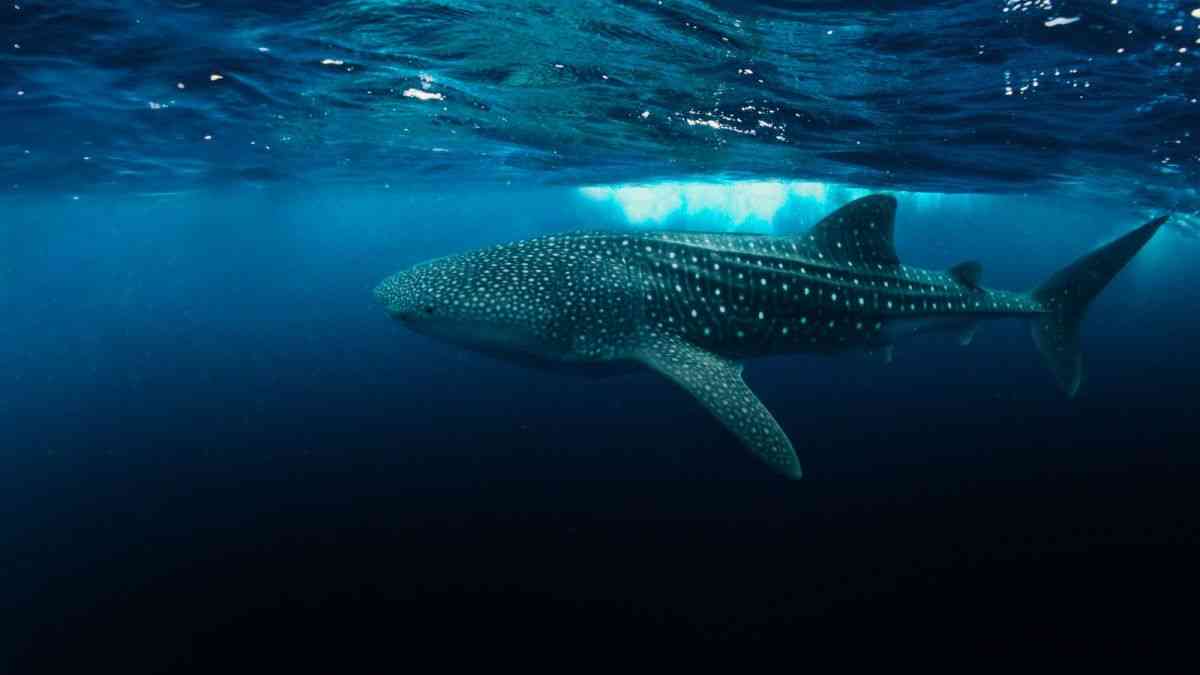 You are currently viewing Measures to Protect Whale Sharks Now Mandatory