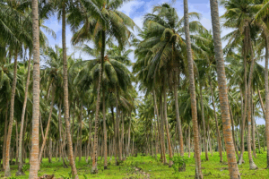 Read more about the article New Conference Aims to Showcase Maldives to Wellness Travellers